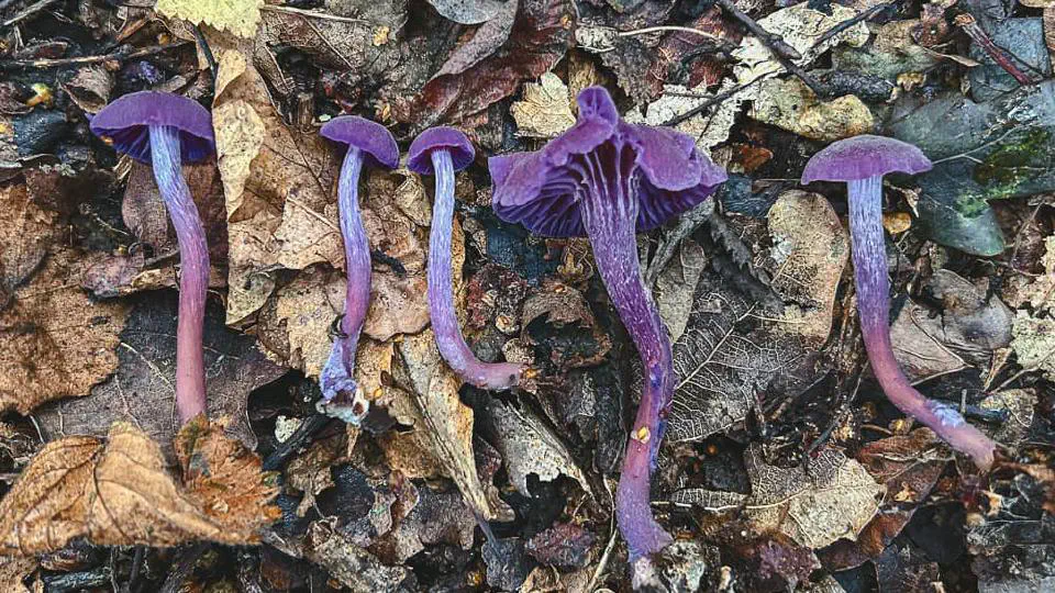 Amethyst Deceiver